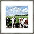 Three Cows In Dutch Meadow And White Framed Print