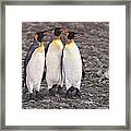 Three Kings - Penguin Portrait By Alan M Hunt Framed Print