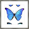 Three Morpho Butterflies Framed Print