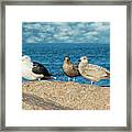 Three On The Rocks Framed Print