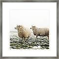 Three Sheep In Winter Framed Print