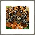 Three Sumartran Tiger Cubs Panthera Framed Print