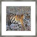 Tiger At Bandhavgarh Framed Print