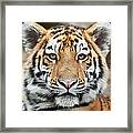 Tiger Cub Portrait Framed Print