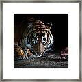 Tiger Dinner Framed Print
