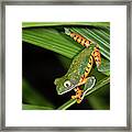 Tiger-leg Monkey Tree Frog In Rainforest Framed Print