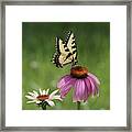 Tiger Swallowtail Butterfly And Coneflowers Framed Print