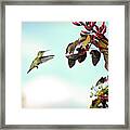 Tiny Feet And Wonderful Wings - A Hummingbird Framed Print