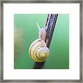 Tiny Snail With A Yellow Shell Framed Print