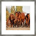To The Pasture Framed Print
