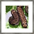 Tobacco Cutworms Framed Print