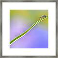 Toboggan Diagonally... Framed Print