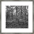 Tongass National Forest, Alaska Framed Print