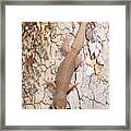 Top End Dtella Gecko Camouflaged Against Tree Bark. Lake Framed Print
