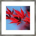 Torch Red Japanese Maple Leaves On Malibu Blue Framed Print