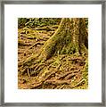 Trail Of Roots Framed Print