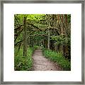 Tranquil Stroll Framed Print