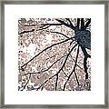 Tree Branches Framed Print