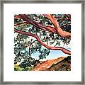 Tree By The Sea Framed Print