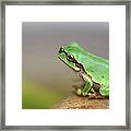 Tree Frog Framed Print