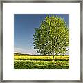 Tree In Rape Field Framed Print