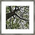 Tree - Ireland Framed Print