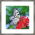 Malabar Tree Nymph Butterfly Framed Print