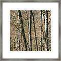 Tree Patterns - Pisgah National Forest Framed Print