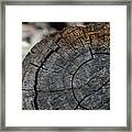 Tree Rings Framed Print