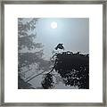 Coastal Tree Series 6 Of 7 Framed Print