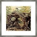 Tree Stump Framed Print