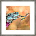Treefrog Framed Print