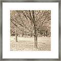 Trees In A Row Framed Print