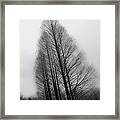 Trees In Winter Without Leaves Framed Print