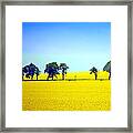 Trees In Yellow Fields Framed Print