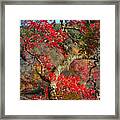 Trees Of  Autumn Reds Framed Print