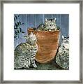 Tres Gatos Framed Print