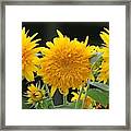 Tri-flora-tops Framed Print