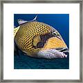 Triggerfish Framed Print