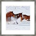 Trio Of Quarter Horses Running In Snow Framed Print