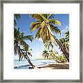 Tropical Beach With Palm Trees In The Framed Print