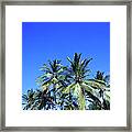 Tropical Coconut Palm Trees Framed Print