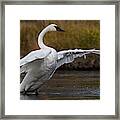 Trumpeter Swan. Framed Print