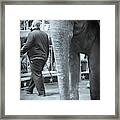 Trunk Framed Print