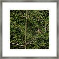 Tufted Titmouse Framed Print