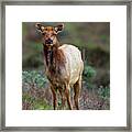 Tule Elk Feeding, Point Reyes Framed Print