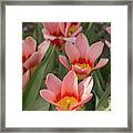 Tulip Analita Framed Print