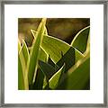 Tulip Leaves Framed Print