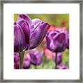 Tulip Passionale Framed Print