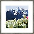 Tulips Framed Print